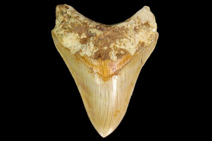 Bargain, Fossil Megalodon Tooth - Indonesia #161696